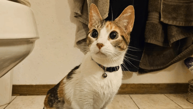 Minnesota Owner Goes Out for Dog Meds—Comes Back With a Surprise Cat