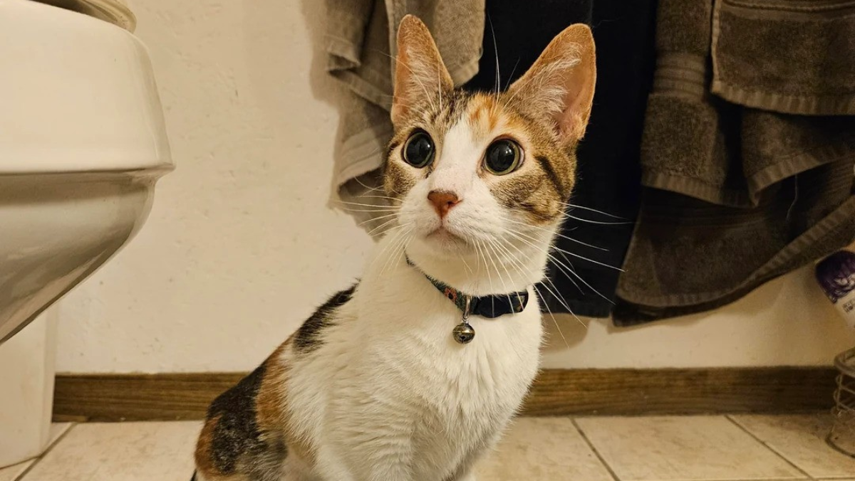 Minnesota Owner Goes Out for Dog Meds—Comes Back With a Surprise Cat