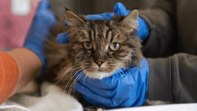 Miracle Cat Survives Fatal 380-Foot Fall in Utah National Park While Two Hikers Die