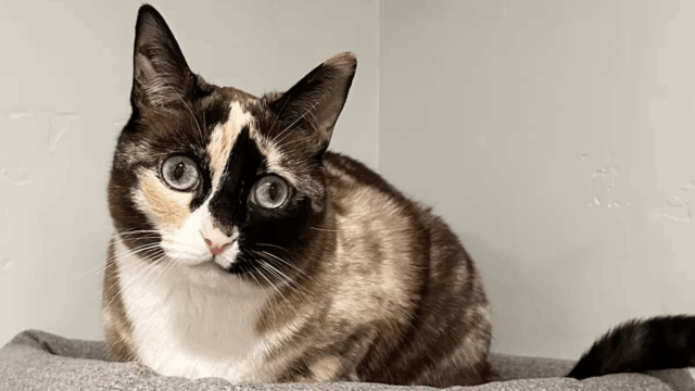 Missing Utah Cat Found Inside Amazon Box All the Way in California