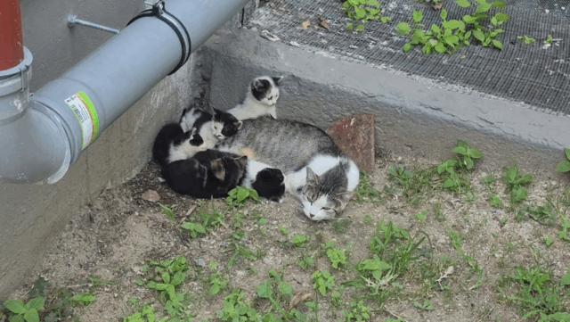 NYC Rescuers Spot Cat with Tiny Kittens Outside Public Housing and Refuse to Leave Them Behind