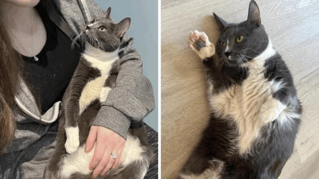 NYC Stray Cat Clings to Hope After Days of Being Left Behind