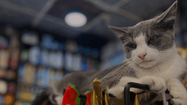 NYC’s Iconic Bodega Cats Are Finally Getting the Care They Need