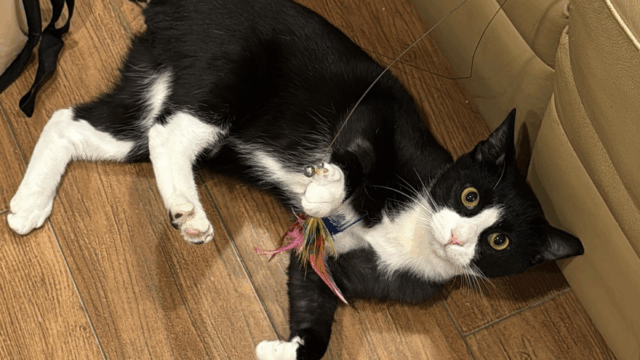 Neighbor’s Action Saves Injured Cat in New York—X-Ray Leaves Rescuers Stunned