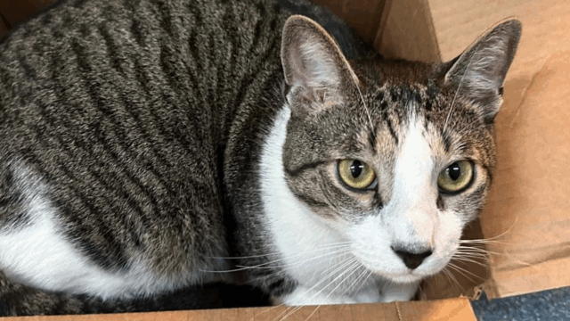 New Jersey Cat Refuses to Be Overlooked After 9 Months in Shelter