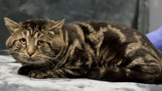 New Jersey’s Sad-Faced Viral Cat, Fishtopher, Thrives in His Perfect Home