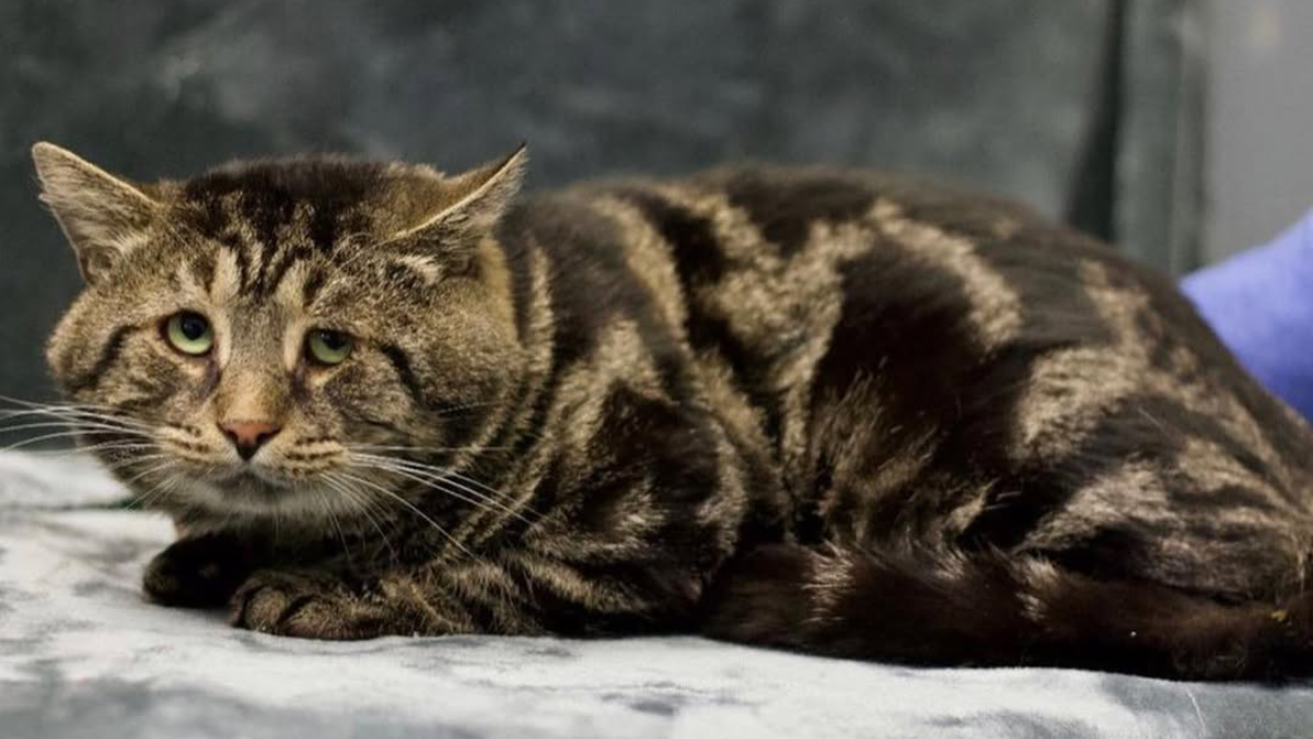 New Jersey’s Sad-Faced Viral Cat, Fishtopher, Thrives in His Perfect Home
