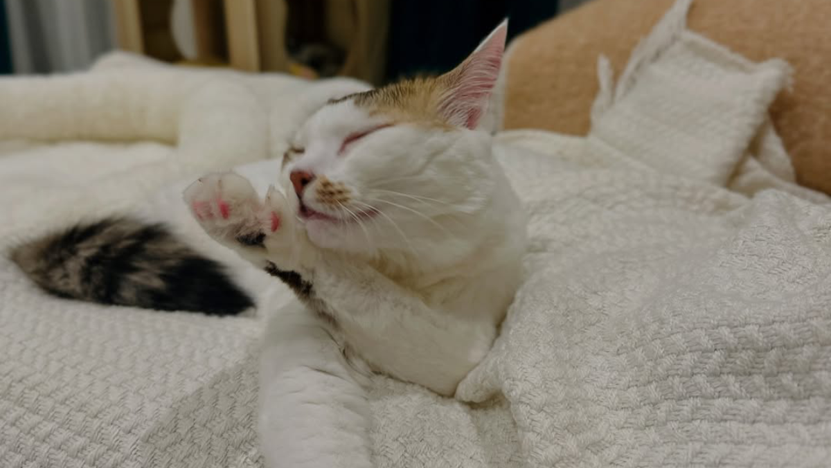 New York Cat Blamed for ‘Making a Mess’—But the Truth Warms Hearts