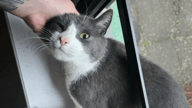 New York Cat Peeks Through Window and Discovers Her Dream Life