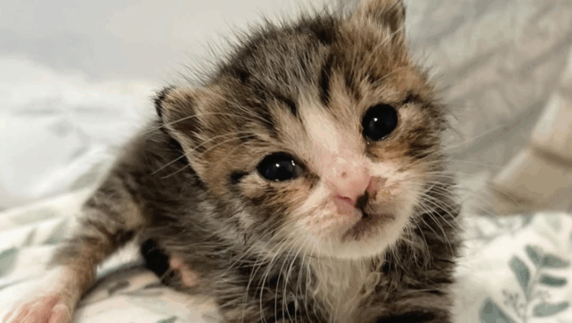 New York Kitten Found Near Mailbox Wins Hearts with Unstoppable Spirit