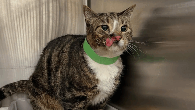 New York Woman Adopts Cat Everyone Else Rejected And Discovers His True Charm