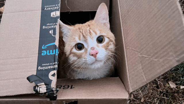 New York Woman Stunned to Discover Kitten Inside Box Left on the Street
