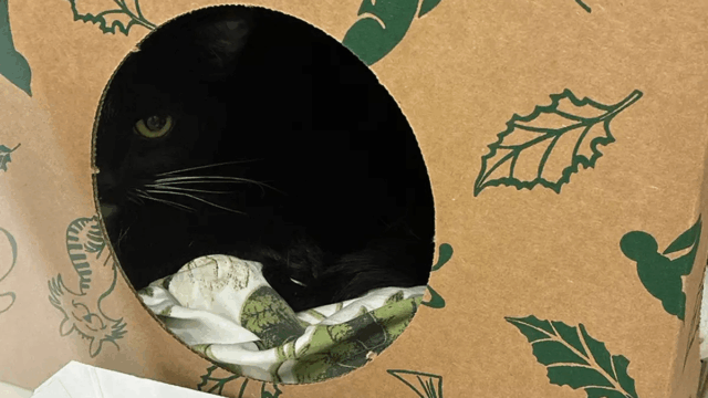 New Yorker Spots Cat on Subway Tracks—Her Reaction Saves Its Life