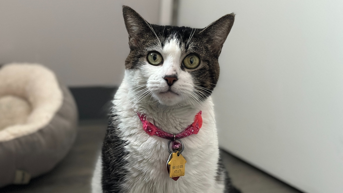 New York’s 16-Year-Old Senior Cat Spent Months Alone After Losing Beloved Owner