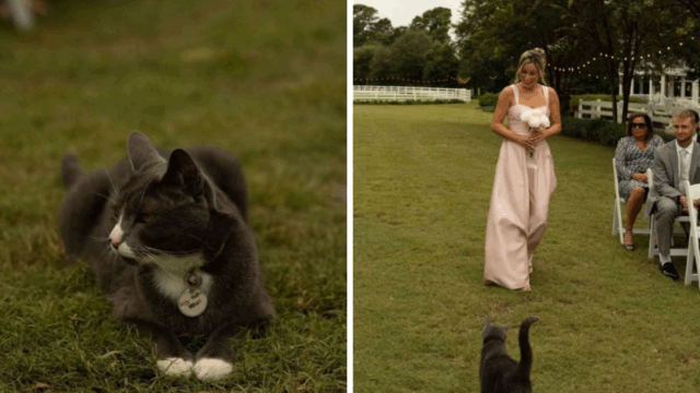 North Carolina Wedding Stunned as Cat Steals the Aisle