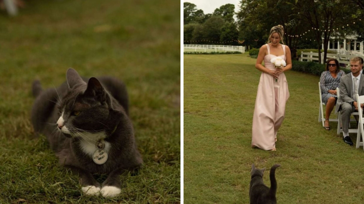 North Carolina Wedding Stunned as Cat Steals the Aisle