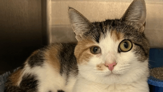 Ohio Cat With Quirky Eyes Proves Every Pet Deserves a Home