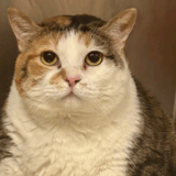 Ohio Shelter Welcomes a Chubby Rescue Cat Too Big for the Scale