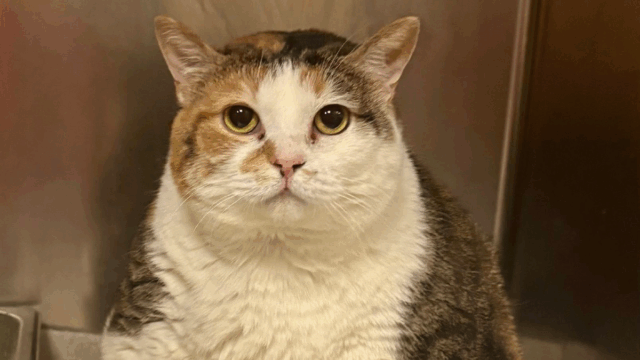 Ohio Shelter Welcomes a Chubby Rescue Cat Too Big for the Scale