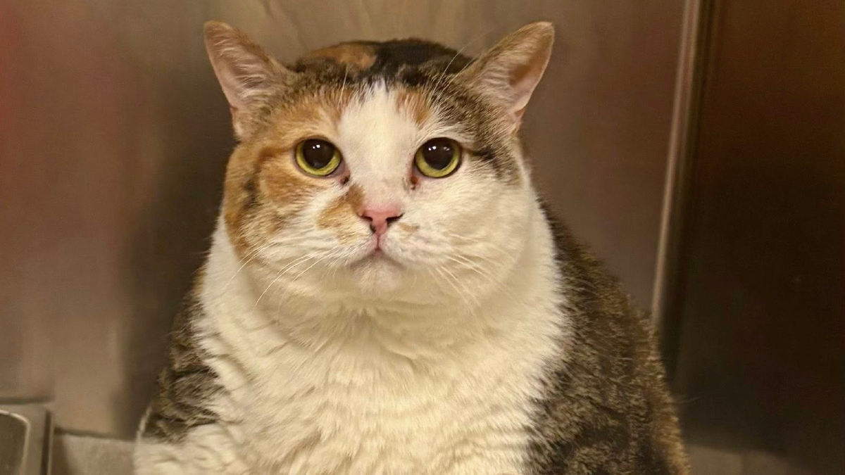 Ohio Shelter Welcomes a Chubby Rescue Cat Too Big for the Scale