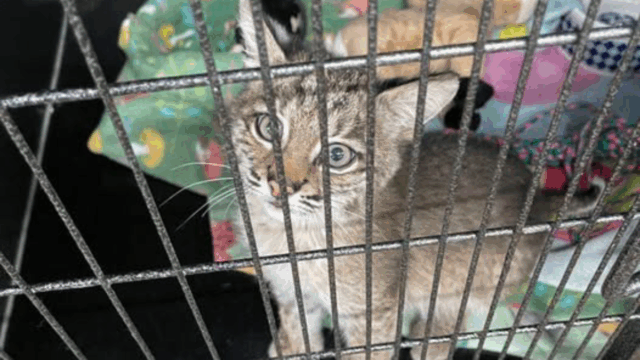 Oklahoma Bobcat Raised Like a Pet Finally Rescued