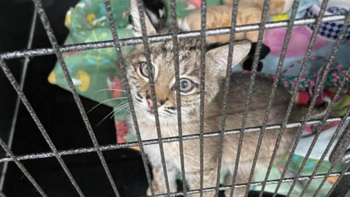 Oklahoma Bobcat Raised Like a Pet Finally Rescued