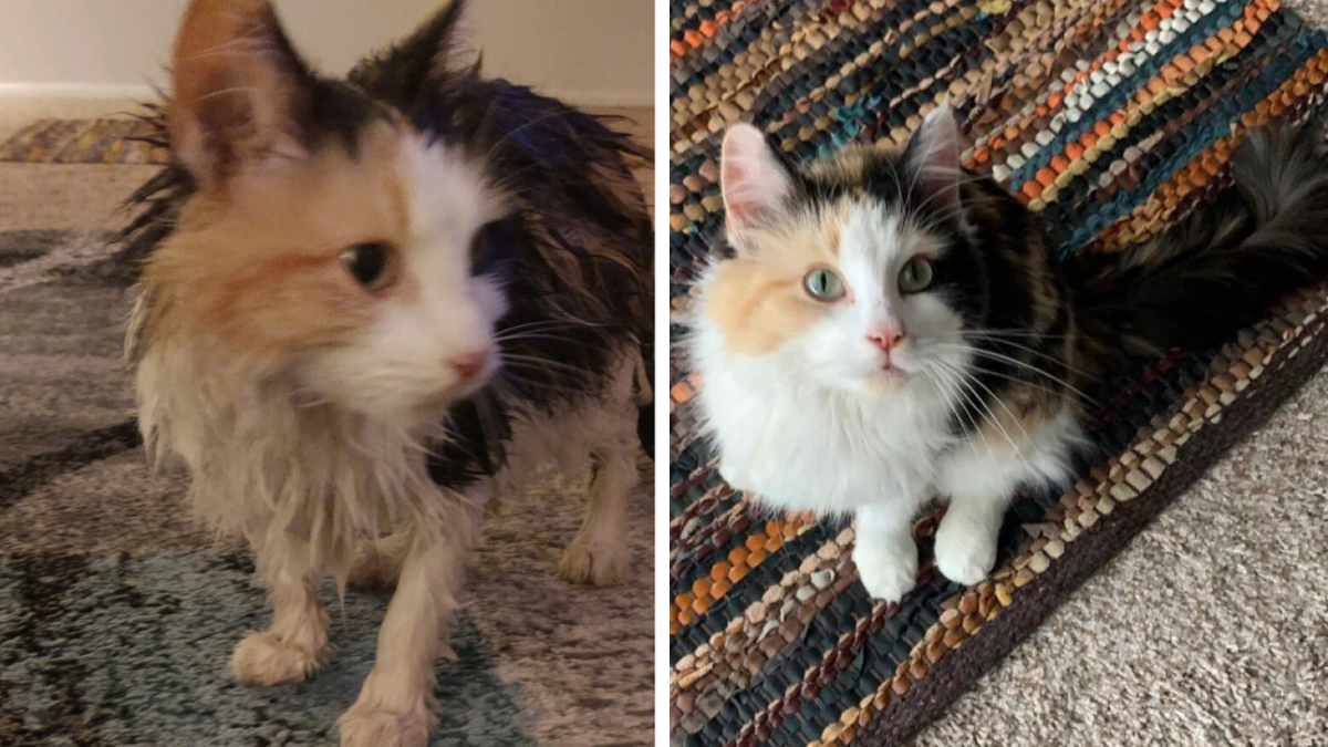 Once Found in a Cleveland Gutter, This Cat Now Reigns Like a Queen