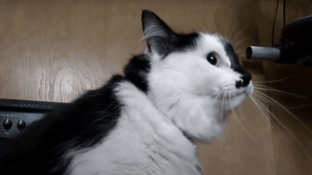 Oregon Cat Turns Violent With Baby, But the Real Story Is Even More Surprising