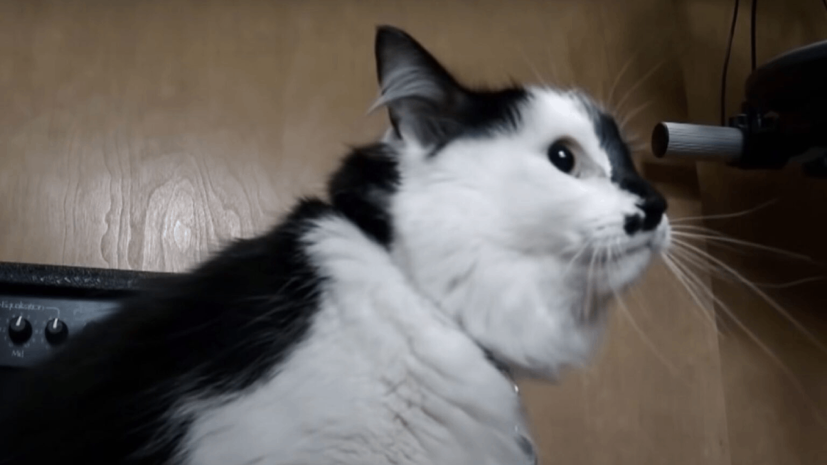 Oregon Cat Turns Violent With Baby, But the Real Story Is Even More Surprising