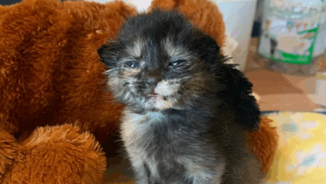 Oregon Rescue Kitten Defies Odds After Parasitic Disease and Finds Forever Home