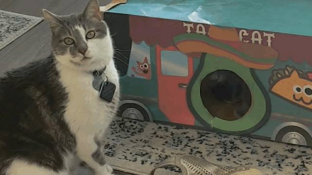 Oscar is The Dallas Rescue Cat Whose 8-Foot Jumps Make Him a World Record Holder