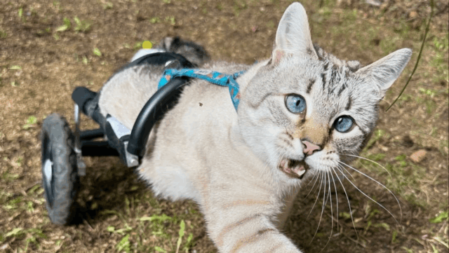 Paralyzed Cat in Alaska Proves Nothing Can Stop Him—Not Even on Wheels