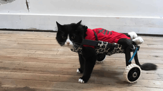 Paralyzed Detroit Cat Rolls Into Life With Special Wheelchair and Unstoppable Spirit