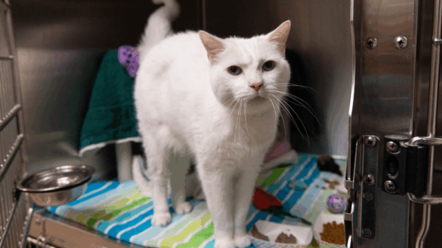 Pasadena Rescue: Cat Abandoned in Trader Joe’s Bag Finds Hope and Home