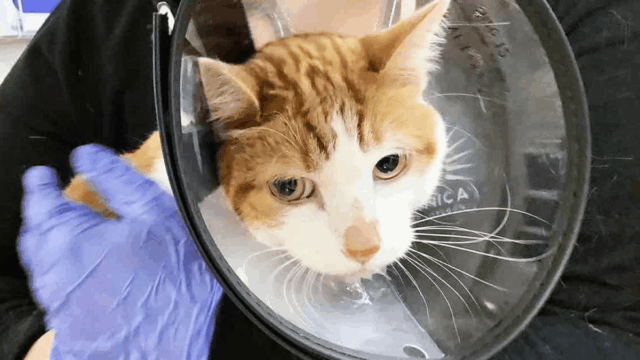 Portland Cat’s X-Ray Reveals Jaw-Dropping Object—Family Can’t Believe Their Eyes