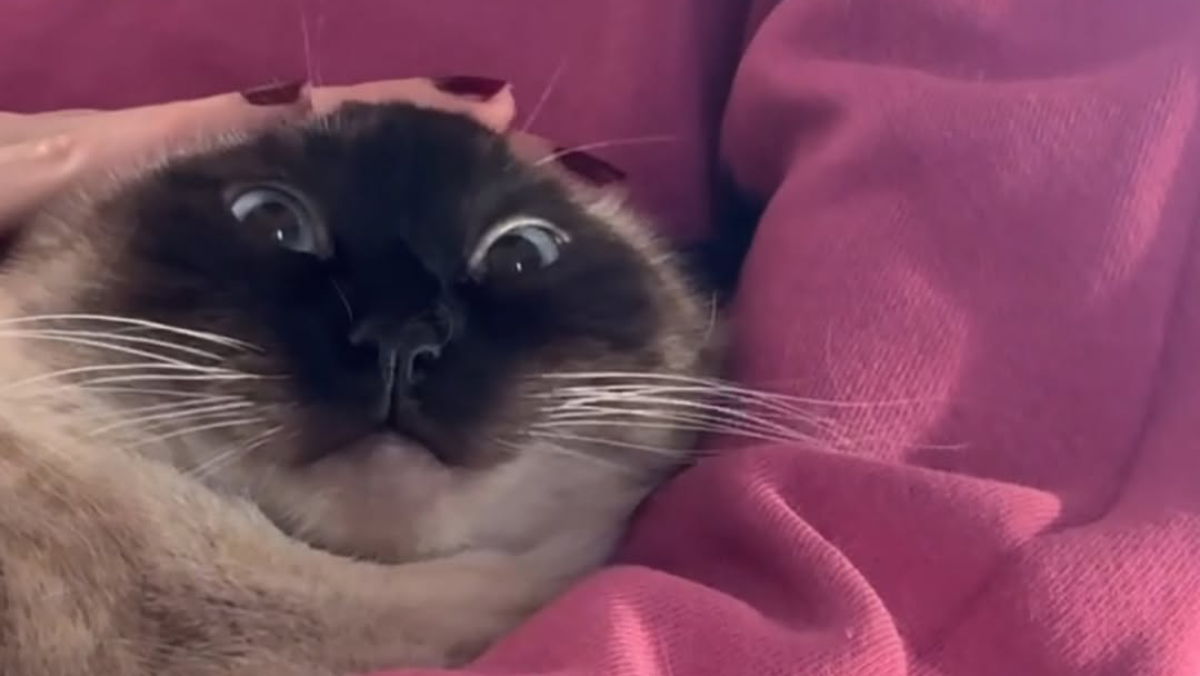 Rescued from LA Streets, Merv the Talking Cat Is Making the World Smile