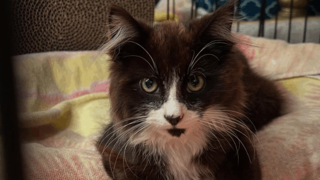 Rooftop Rescue in Ohio: Kitten Found with Cat Gets a Fresh Start