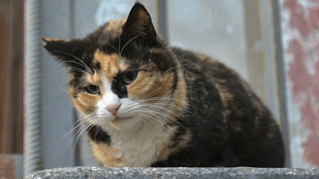 San Diego Couple Gives Senior Cats a Loving Home Instead of a Lonely Shelter