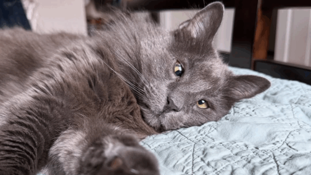 San Francisco Cat Steals Heart Despite Being a Little Cross-Eyed