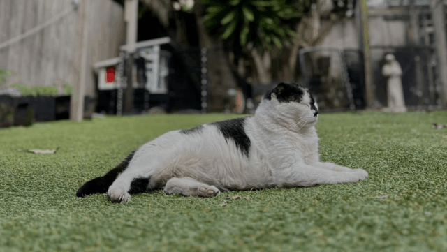 San Francisco Man’s Encounter with a Scruffy Cat Sparks Life-Changing Bond
