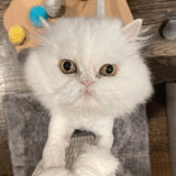Senior Cat Adopted in New York Stuns New Owner With Hidden Talent