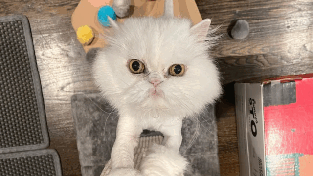 Senior Cat Adopted in New York Stuns New Owner With Hidden Talent