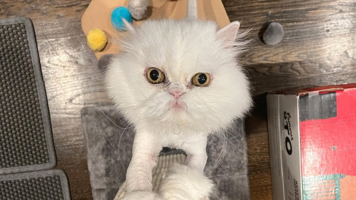 Senior Cat Adopted in New York Stuns New Owner With Hidden Talent