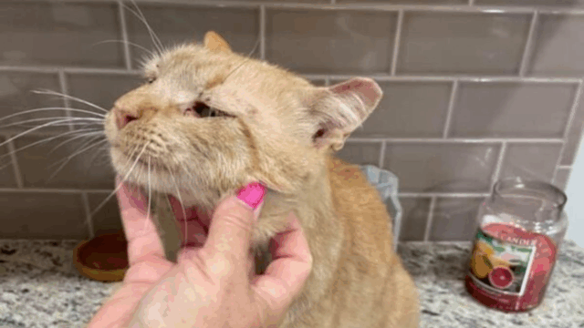 Senior Cat and Elderly Woman Form Heartwarming Bond Through Pennsylvania Rescue Program