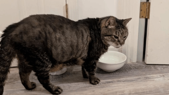 Severely Ill Senior Cat Spends His Final Days in New York Surrounded by Love