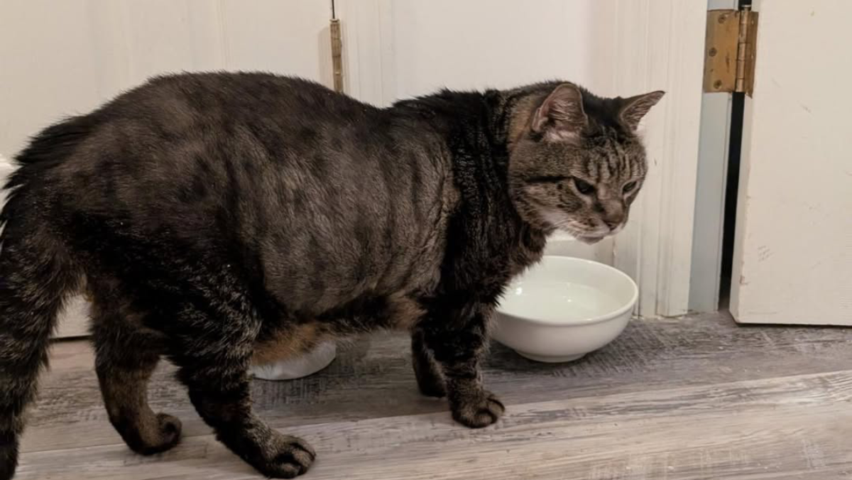 Severely Ill Senior Cat Spends His Final Days in New York Surrounded by Love