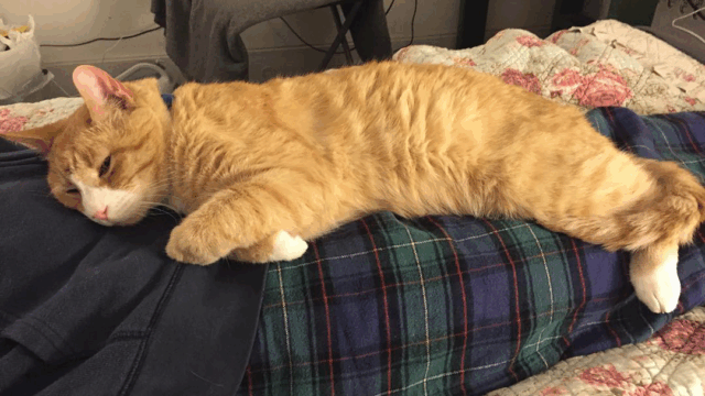 Severely Malnourished Senior Cat From New York Finds Hope and Healing