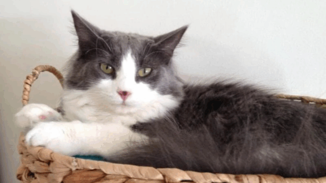 Six Years After Window Fall, Massachusetts Woman Gets Miraculous Reunion With Her Cat