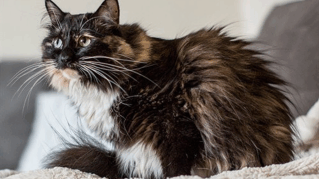 Sophie the Shelter Cat from California Sets Guinness Record for the Longest Fur