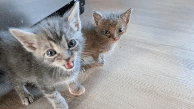 South Dakota Orphaned Kittens With Incredible Size Difference Are Stealing Hearts